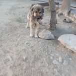 سگ نر و سرابی