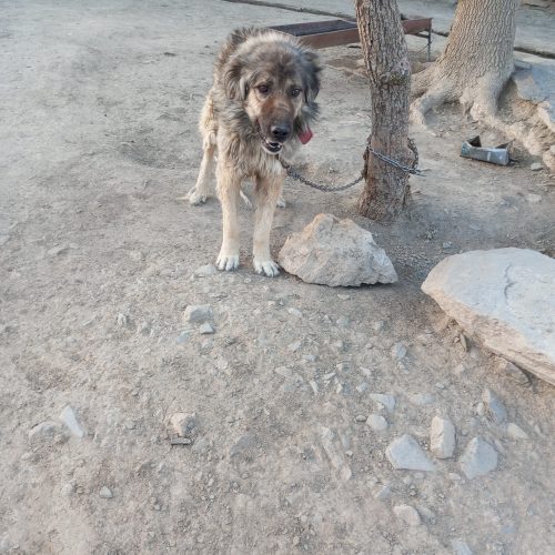 سگ نر و سرابی