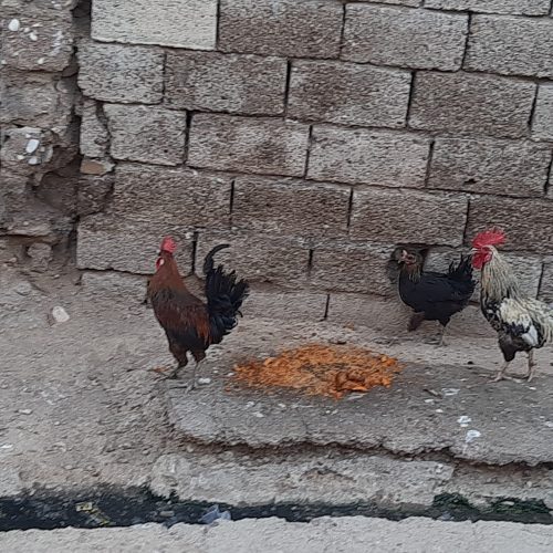 مرغ و دو عدد خروس