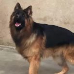 ژرمن شوالاین 15ماهه نر