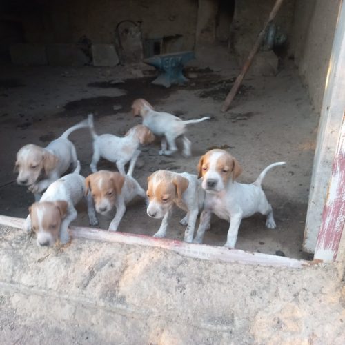 پوینتر انگلیس اصل