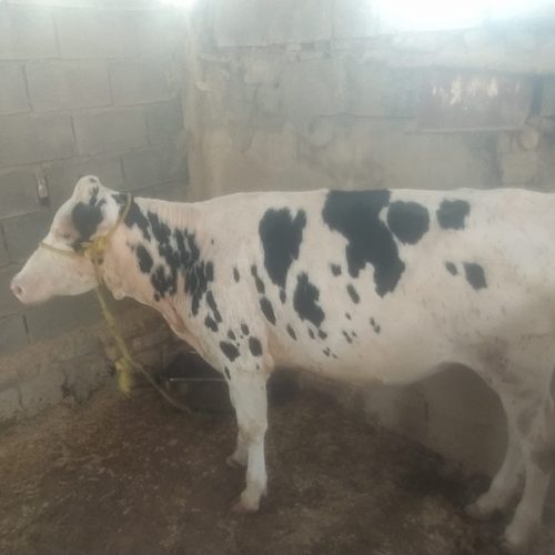 گوساله 1ساله خوب سرحال