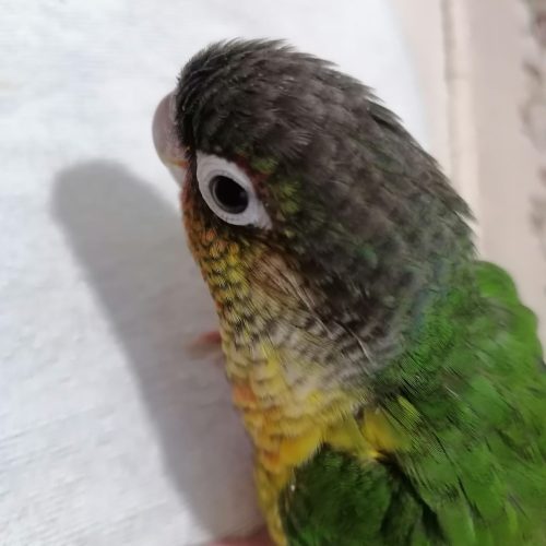 فروش انواع عروس هلندی گرینچیک