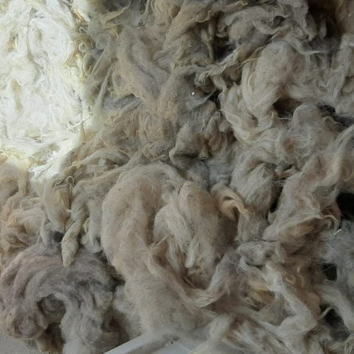 پشم گوسفند شسته شده