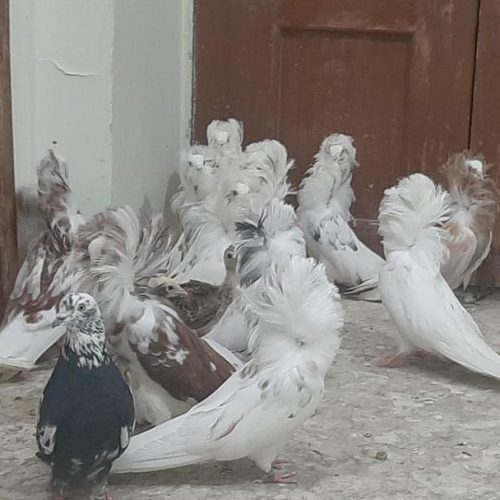 کبوتر سوپر شامپون