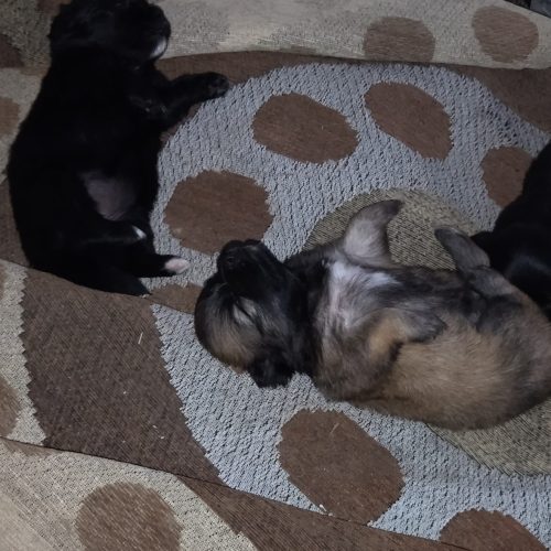 فروش سگ پاکوتاه