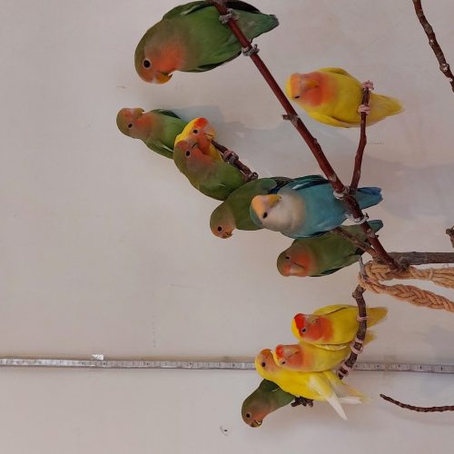 طوطی برزیلی سبز و زرد