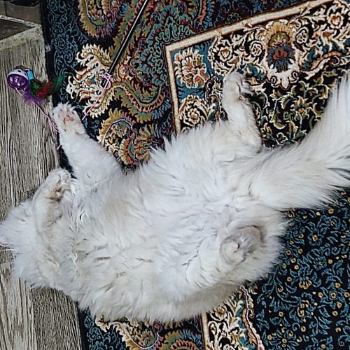 گربه زیبای پرزین