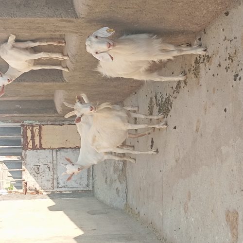 4 عدد بز سانند