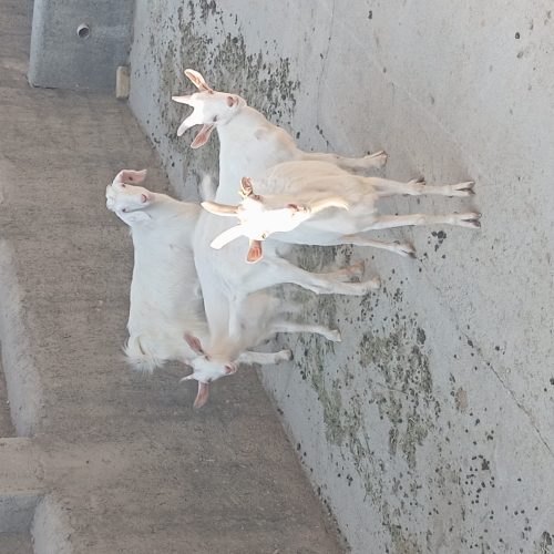 4 عدد بز سانند