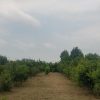 فروش زمین قیمت توافقی و معاوضه ای