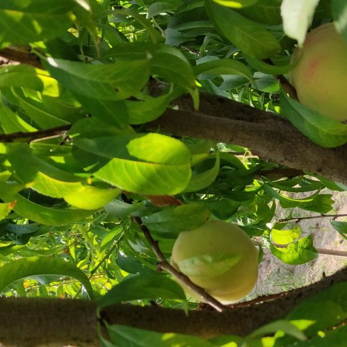 باغچه سرسبز اندرخ