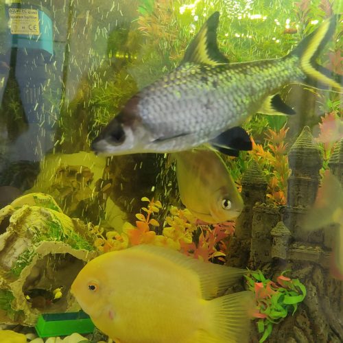 فروش ماهی و اکواریوم