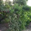 فروش باغ نازول