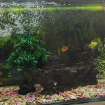 یک اکواریوم بزرگ