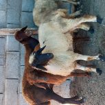 چهار عدد گوسفند