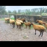 فروش گوسفند و بره ارزان