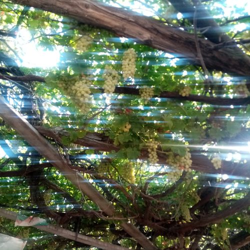 فروش انگور قرمز و سبز عمده و فعلی