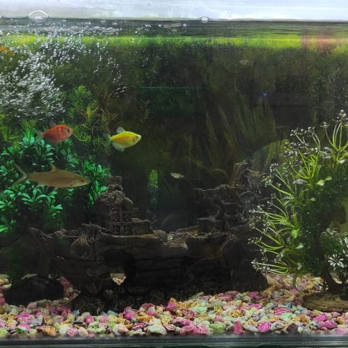 یک اکواریوم بزرگ