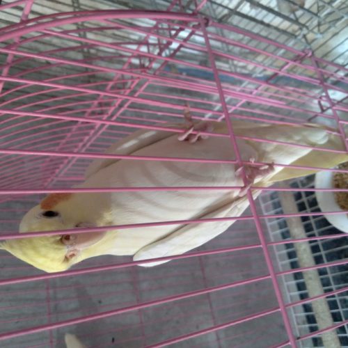 عروس هلندی و کوتوله برزیلی