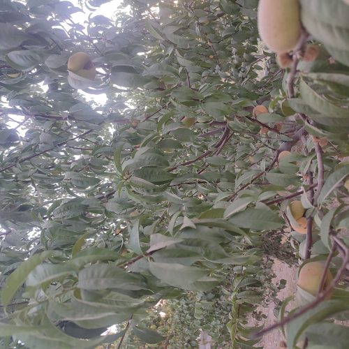 باغچه با درختان میوه