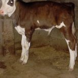 گوساله نر دو ماه