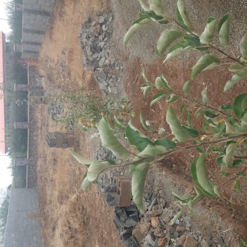 فوری فروشی چهار دیواری محصور ( 300 متر ) 30×10