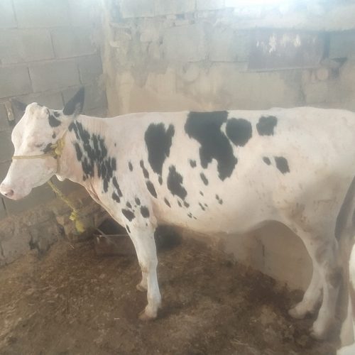 گوساله 1ساله خوب سرحال