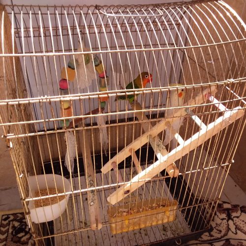 عروس هلندی لوتینو و طوطی برزیلی