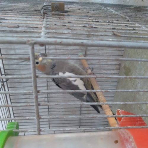 عروس هلندی و کوتوله برزیلی