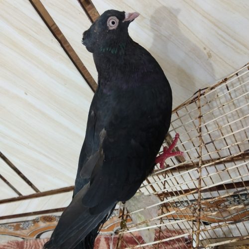 خوزستان شهر دارخوین بصیرت 2 پلاک1