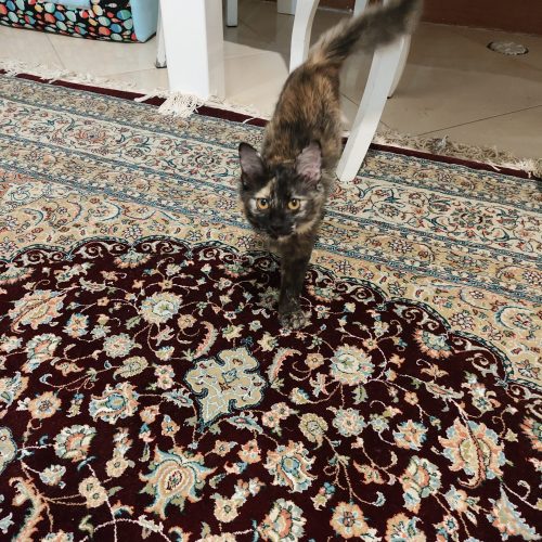 دو گربه ناز و بغلی