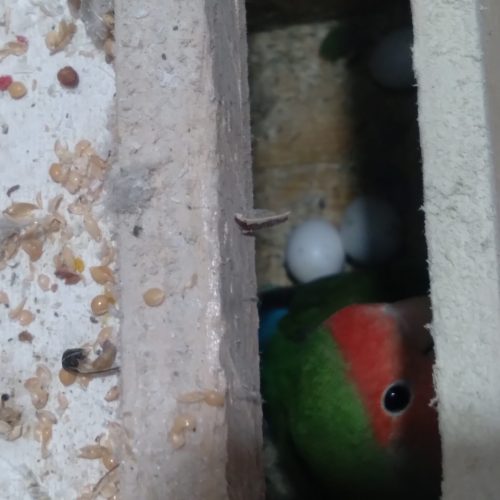 عروس هلندی و کوتوله برزیلی