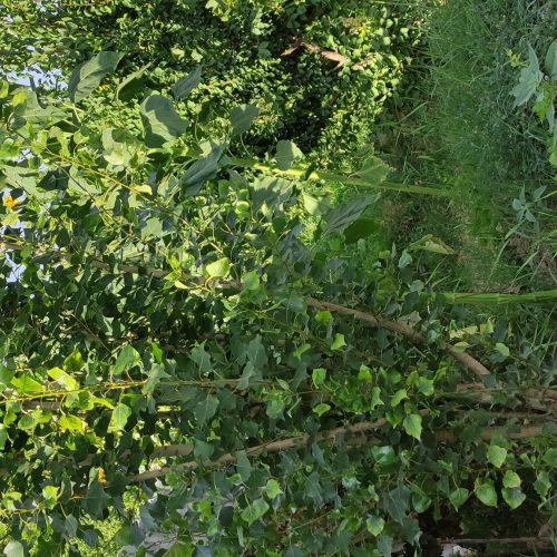 باغچه سرسبز اندرخ