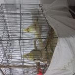 فروش عروس هلندی