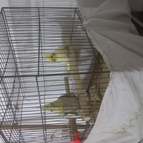 فروش عروس هلندی