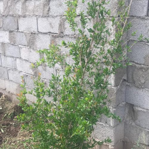 باغچه نقلی