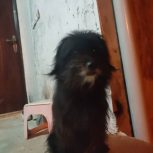 شیتزوکراس ماره