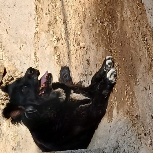 سگ لاس و2عدد توله اصل نژاد قدرجونی