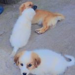 سگ پاکوتاه تریر میکس