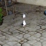 کبوتر همراه با قفسه