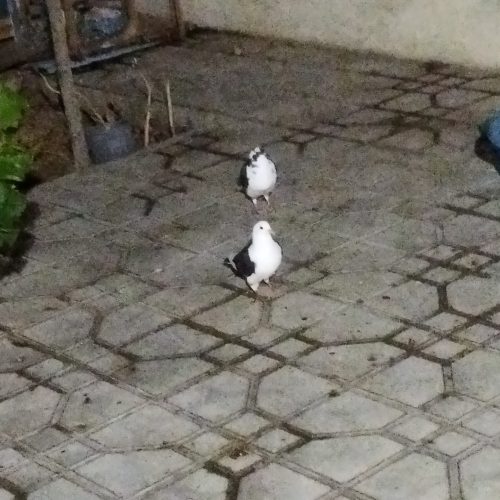 کبوتر همراه با قفسه