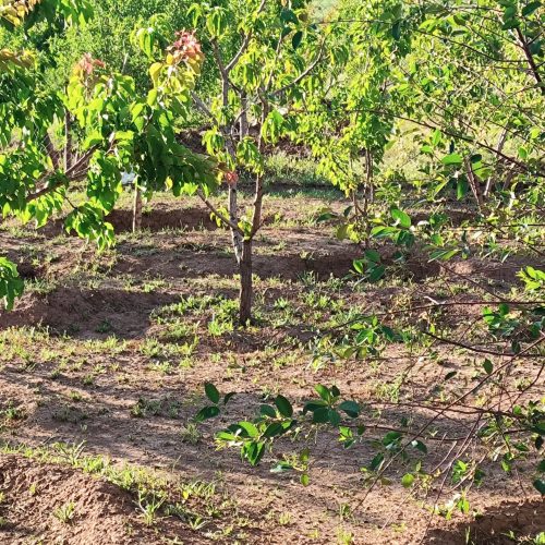 فروش زمین کشاورزی وباغ
