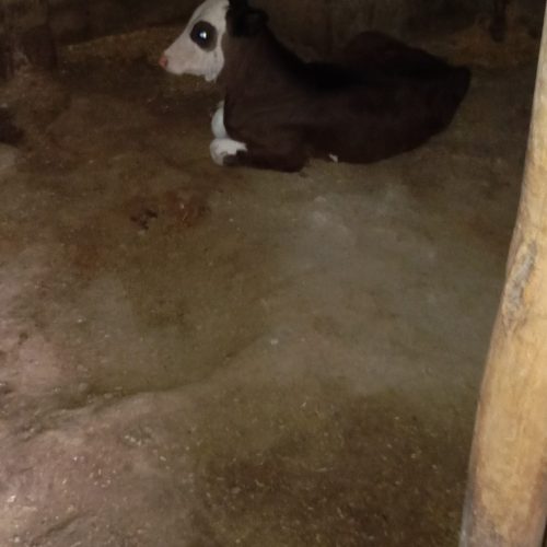 گوساله نر دو ماه