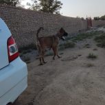 ماده سرابی 3ساله