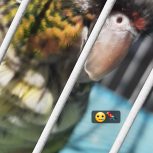 طوطی گرینچیک