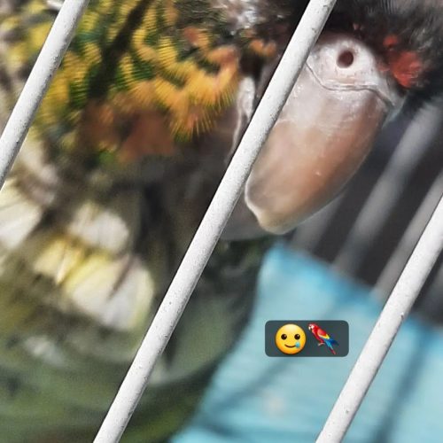 طوطی گرینچیک