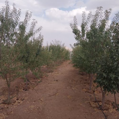 باغ حسین آباد علویجه