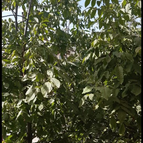 آپارتمان ویلا گیلاوند دماوند