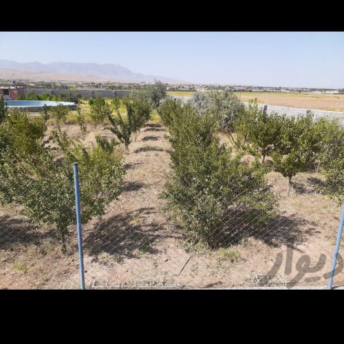 باغی در علیشاه